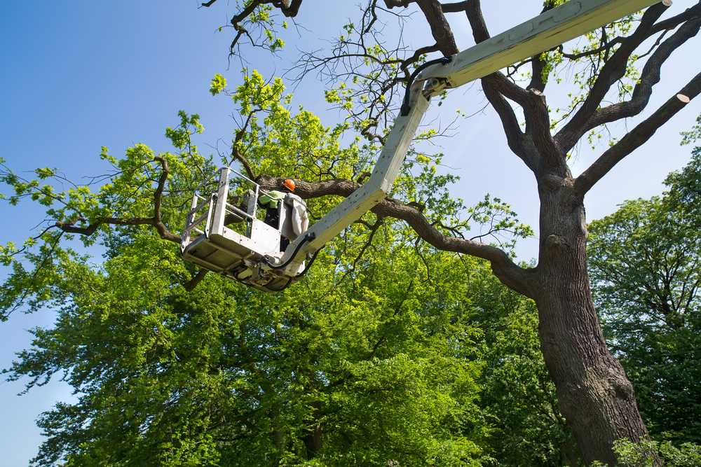 A Complete Guide By Tree Care Winnipeg For Pruning And Trimming Trees