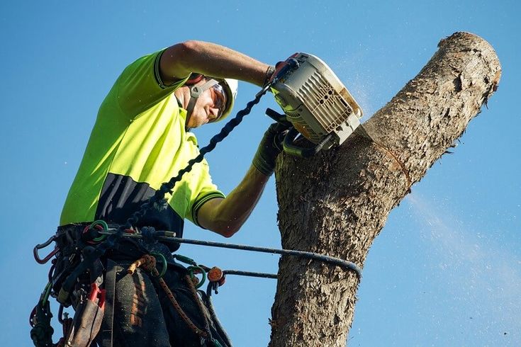 tree doctor