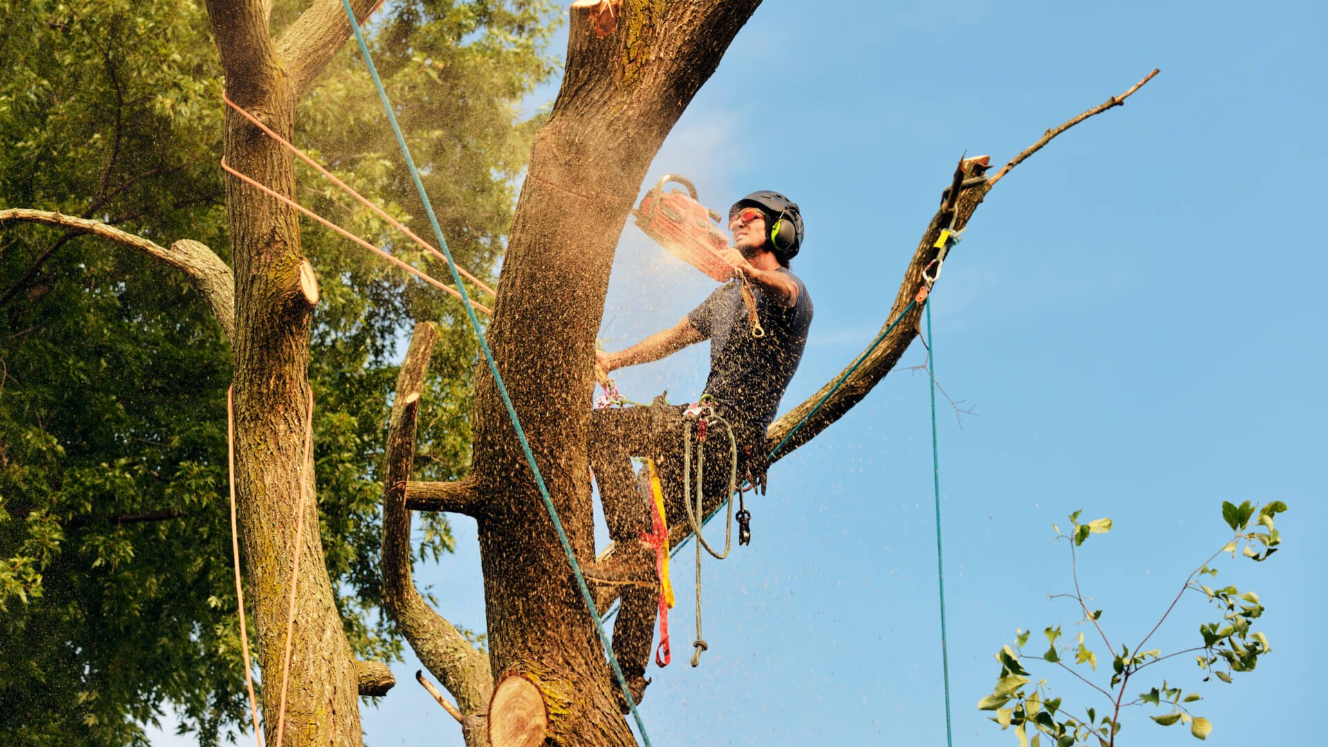 Guide for Tree Care in Red Deer