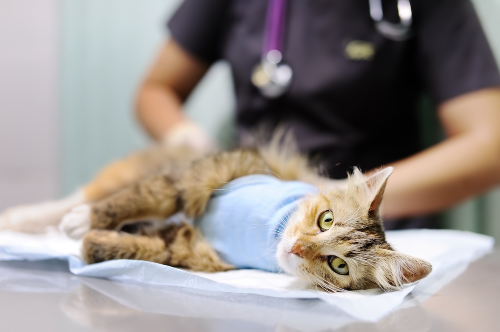 How an Emergency Pet Hospital in Encino Handles Serious Pet Injuries
