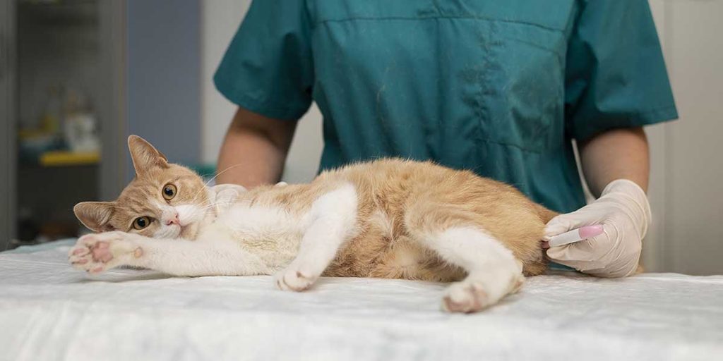 emergency dog hospital near me