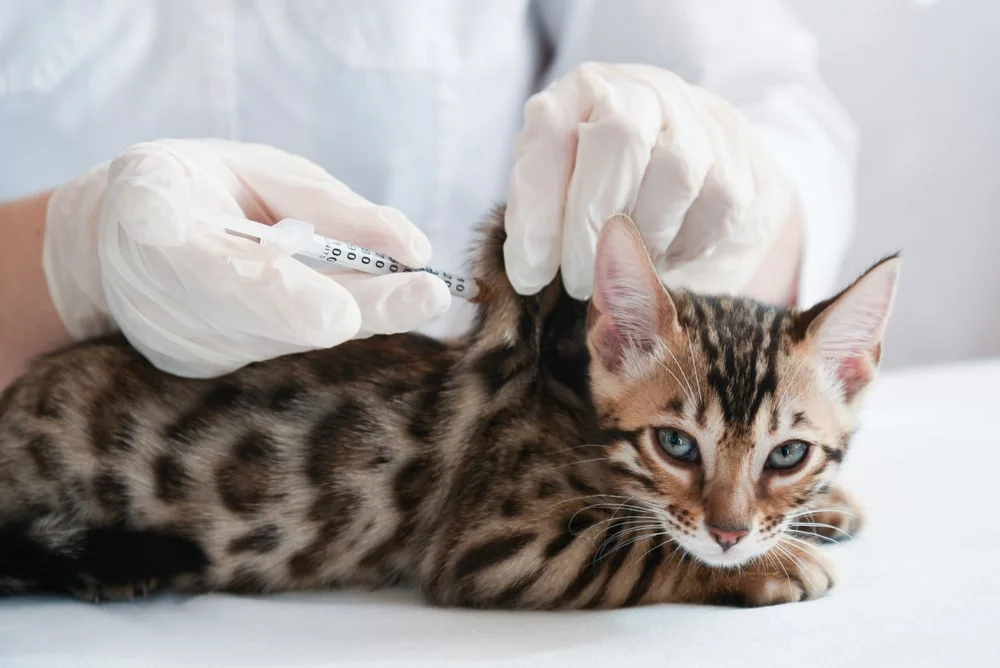 veterinarian near me